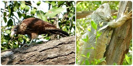 Oiseau et iguane dans les arbres près du monument aux vieilles chaussures à Carthagène : Milvago chimachima et Iguana iguana