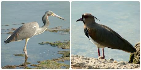 Oiseaux au bord de l'eau à Carthagène : Egretta tricolor et Vanellus chilensis