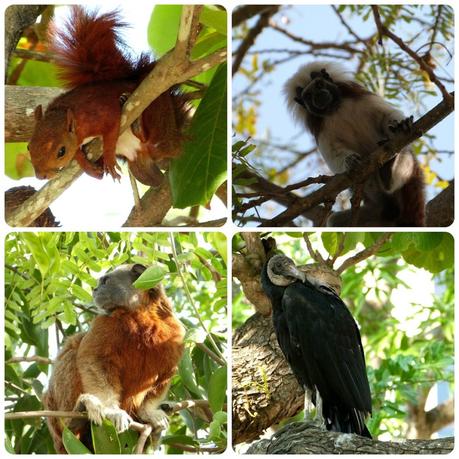 animaux dans les arbres du Parque Centenario de Carthagène : Sciurus granatensis, Saguinus oedipus, Saguinus leucopus et Coragyps atratus