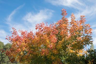 L'automne en Californie