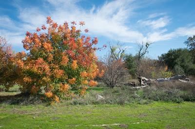 L'automne en Californie