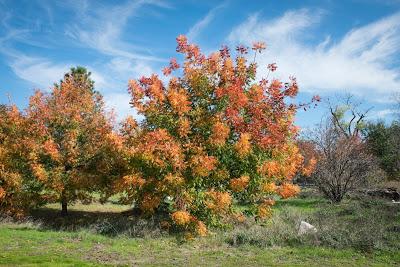 L'automne en Californie