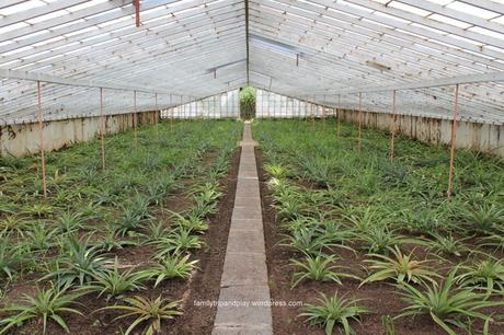 acores-plantation-ananas-6