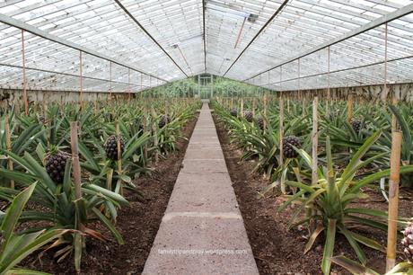 acores-plantation-ananas-2