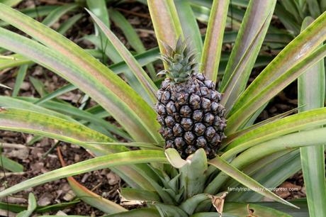 acores-plantation-ananas-5