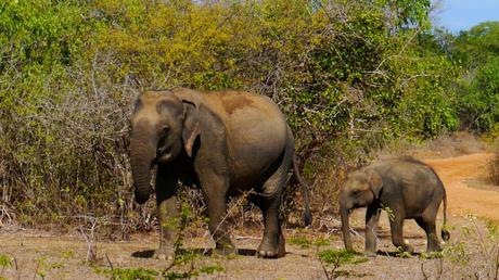 Les 5 plus belles randonnées au Sri Lanka