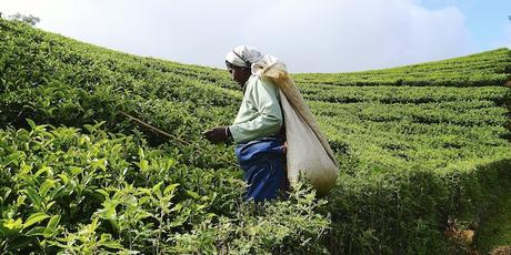 Les 5 plus belles randonnées au Sri Lanka