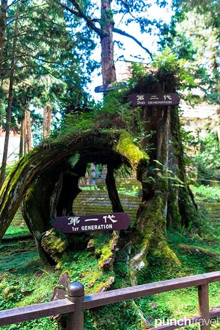 alishan_forest_taiwan-9