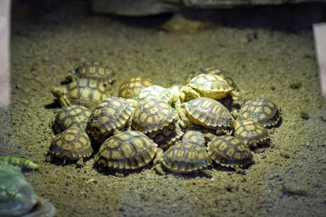 Des îles Sanguinaires d’Ajaccio aux tortues d’A Cupulatta