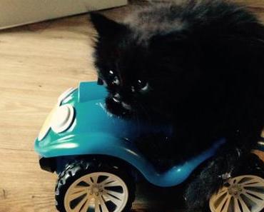 Penny’s Catward