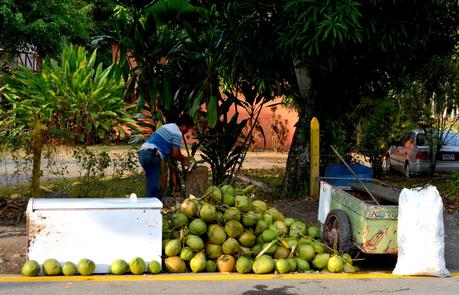 Vente de noix de coco