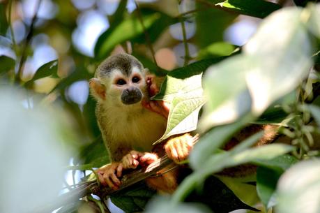 singes écureuils