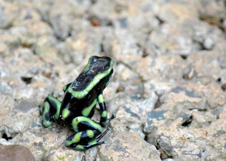 Grenouilles vénéneuses (Dendrobates auratus)