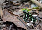 Costa Rica #3 – Rencontres animalières au parc national Manuel Antonio sur la côte Pacifique