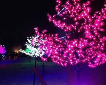 Une soirée dans la forêt enchantée