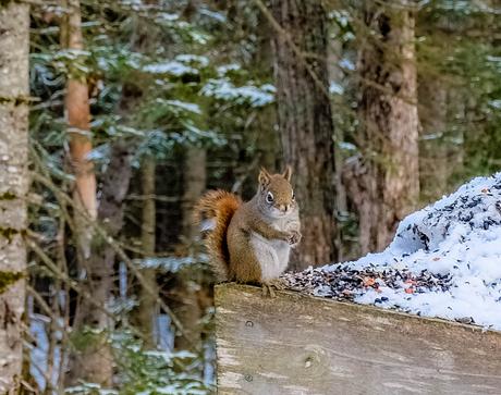 Plaisirs d’hiver au Nouveau-Brunswick