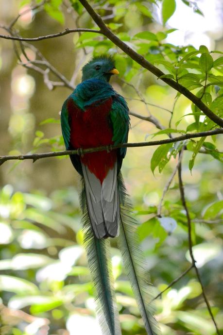 Costa Rica #6 – Dans la forêt de nuages de la Réserve biologique de Monteverde
