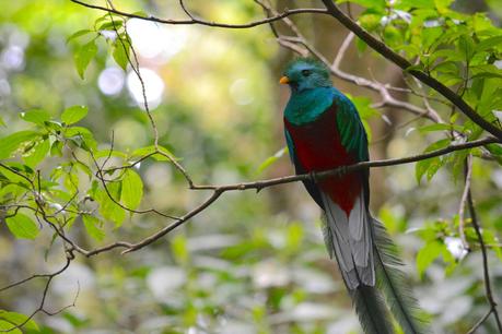 Costa Rica #6 – Dans la forêt de nuages de la Réserve biologique de Monteverde
