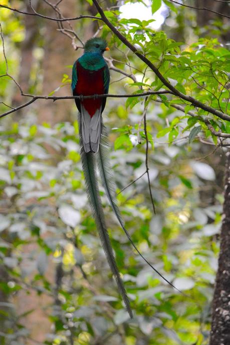 Costa Rica #6 – Dans la forêt de nuages de la Réserve biologique de Monteverde