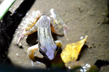 Costa Rica #6 – Dans la forêt de nuages de la Réserve biologique de Monteverde