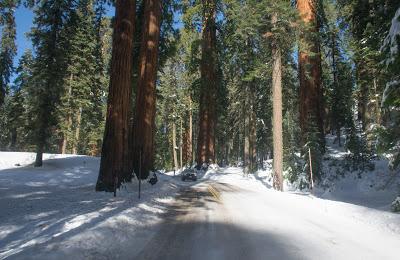 Séquoïas sous la neige