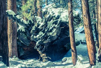 Séquoïas sous la neige