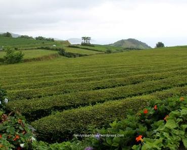 Aux Açores : sea, surf and tea !