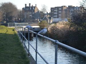 New River Path