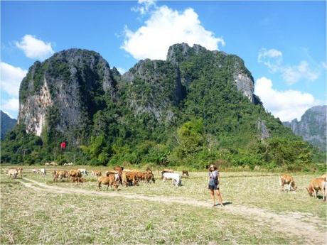 Vang Vieng - Balade en campagne avec les vaches