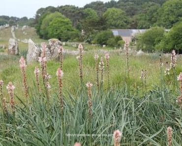 Carnac et son géant