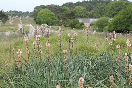 Carnac et son géant