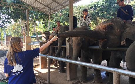 Une journée au Baan Chang Elephant Park de Chiang Mai