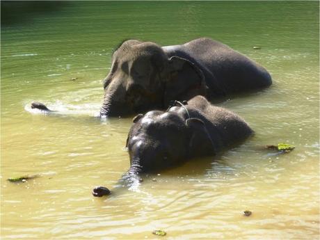 ECC- Le bain des éléphants - Naughty boy et sa mère