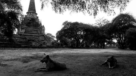Thaïlande - Ayutthaya - 091 - Wat Phra Si Sanphet