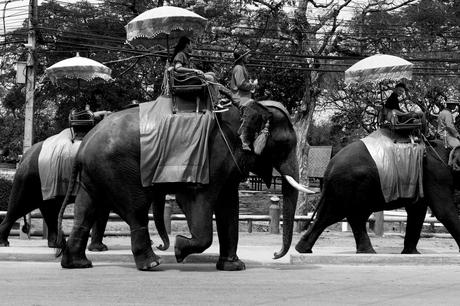 Thaïlande - Ayutthaya - 002 - Elephants