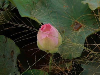 Kampong Cham, du lotus à la soie
