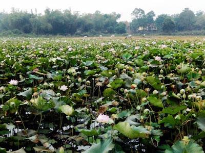 Kampong Cham, du lotus à la soie