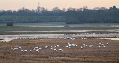 Observer les oiseaux en Loire-Atlantique #1