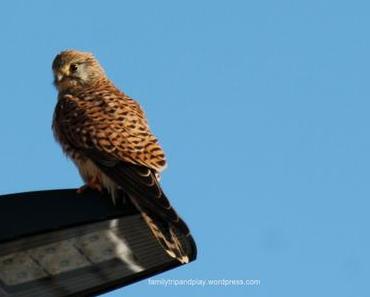 Observer les oiseaux en Loire-Atlantique #1