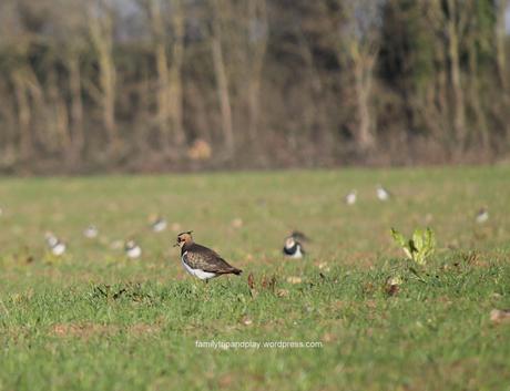 Observer les oiseaux en Loire-Atlantique #1
