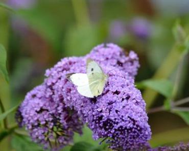 Sunny Monday 2017 #8