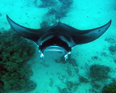 Nager avec les raies manta