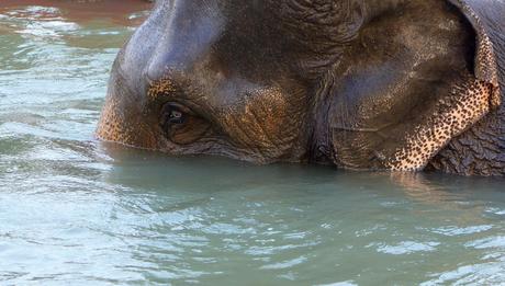 Thaïlande - Ayutthaya - 144 - Sur la Chao Phraya - Elephant