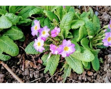 Silent Sunday 2017 #8