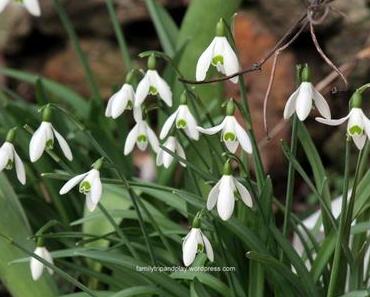 Au jardin : après la neige