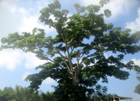 arbre géant Vanuatu