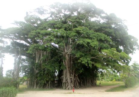 arbre géant 2 Vanuatu