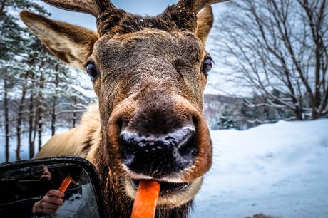 CANADA | 15 expériences extraordinaires au Québec