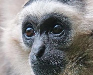 Et si on essayait de sauver notre peau (et celle des gibbons)?