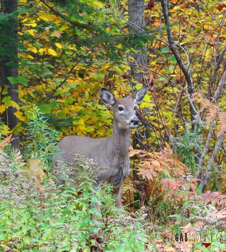 Les plus beaux campings du Québec Un habitué des bois.